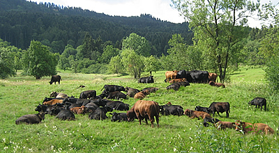 Eine Rinderherde grast friedlich