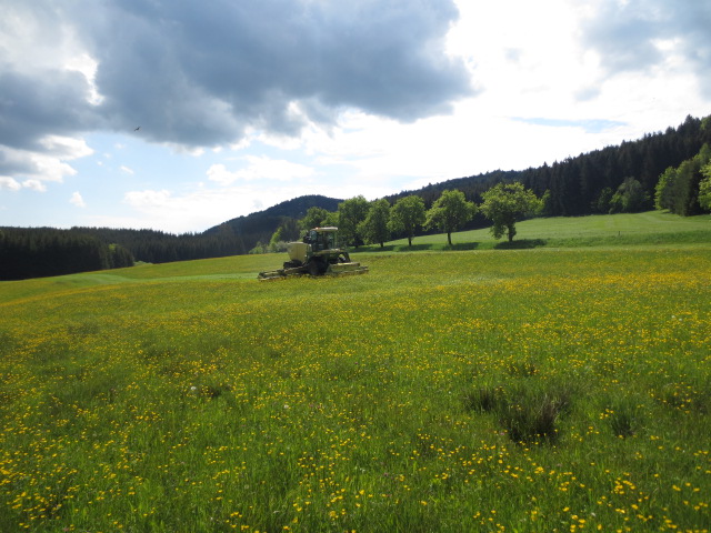 Gänseblümchen