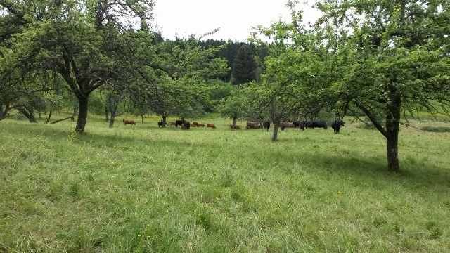 Großzügige Weiden am Fuße der Schwäbischen Alb