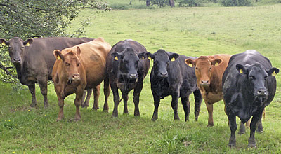 Mutterkühe auf den großzügigen Weiden