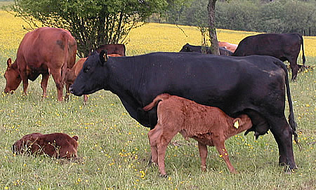 Rindfleisch in extensiver Mutterkuhhaltung