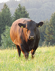 BioAlb Weidefleisch hochwertiges Rindfleisch